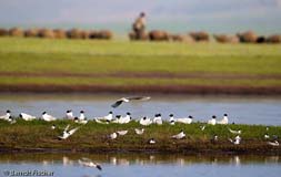 Flussseeschwalben Schwarzkopfmwen - Zum Vergroessern klicken!